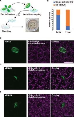 Targeted single-cell gene induction by optimizing the dually regulated CRE/loxP system by a newly defined heat-shock promoter and the steroid hormone in Arabidopsis thaliana